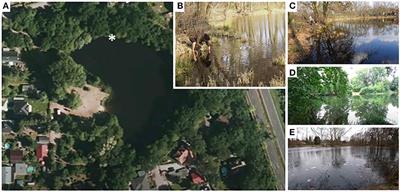 Natural Shifts in Endosymbionts' Occurrence and Relative Frequency in Their Ciliate Host Population